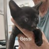 Bessie, Schmusekatze sucht Familie