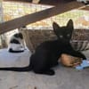 Bessie, Schmusekatze sucht Familie