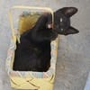 Bessie, Schmusekatze sucht Familie