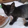 Lebensfrohes Katzenmädchen sucht Zuhause