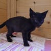 Lebensfrohes Katzenmädchen sucht Zuhause