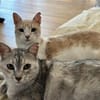 Bechamel & Pastaflora Aus dem Tierschutz