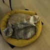Bechamel & Pastaflora Aus dem Tierschutz