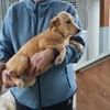 Liebe Familie für Pierpi gesucht