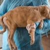 Sind Sie die Familie für Pallino?