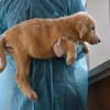 Pepito sucht sein Körbchen