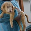 Pepito sucht sein Körbchen