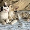 Teddy und Mousy aus dem Tierschutz