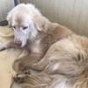 Geben Sie Senior Rocky eine Chance?