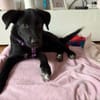 Molie sucht ihr Für-Immer-Zuhause!