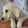 Pablo sucht seine Menschen