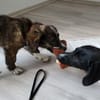 Socke, kleine Welpenhuendin braucht Dich