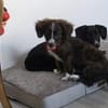 Socke, kleine Welpenhuendin braucht Dich