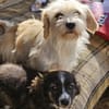 Socke, kleine Welpenhuendin braucht Dich