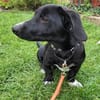 Pebbles, kleiner Welpe sucht sein Glück
