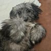 Kleiner Peanut sucht ihre Familie