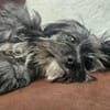 Kleiner Peanut sucht ihre Familie