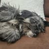 Kleiner Peanut sucht ihre Familie