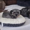 Kleiner Peanut sucht ihre Familie