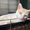 SANGA ( FIV+)