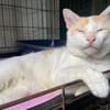 SANGA ( FIV+)