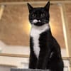 Oreo