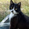 Gacek