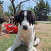 Lazlo