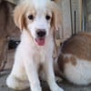 Astraia