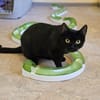 MOMO - geb. ca. 05/2022 - wk