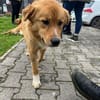 Medo- Kuschelbär sucht seine Menschen!