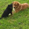 Medo- Kuschelbär sucht seine Menschen!