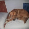 Medo- Kuschelbär sucht seine Menschen!