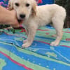 Frida, verkuschelte Welpendame, 3M 816