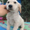 Frida, verkuschelte Welpendame, 3M 816