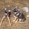 Peppino, jung, hübsch, auf der Suche