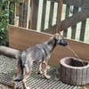 Peppino, jung, hübsch, auf der Suche