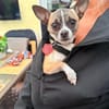 kleiner Prinz sucht kuschliges Zuhause