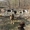 Traumhund sucht sein Glück