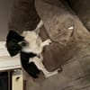 Traumhund sucht sein Glück