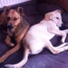 WENDY aus Italien sucht ihr zu Hause