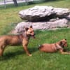 WENDY aus Italien sucht ihr zu Hause