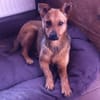 WENDY aus Italien sucht ihr zu Hause