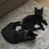 MAC & MARLON suchen ein Zuhause