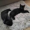 MAC & MARLON suchen ein Zuhause