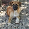 Omleta, Junghund sucht neues Zuhause