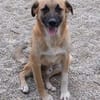 Omleta, Junghund sucht neues Zuhause