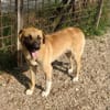 Omleta, Junghund sucht neues Zuhause
