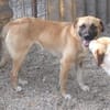 Omleta, Junghund sucht neues Zuhause