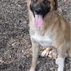Omleta, Junghund sucht neues Zuhause